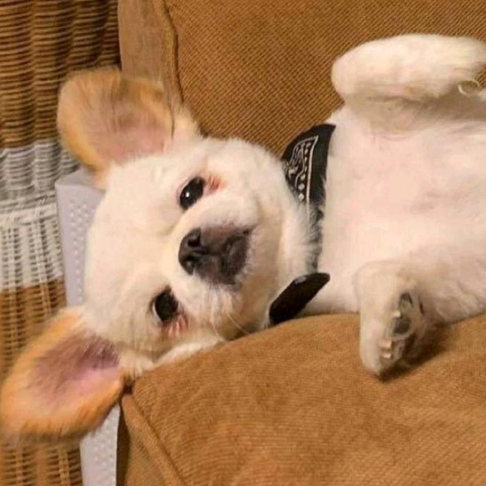 满分甜的小橙子鸭