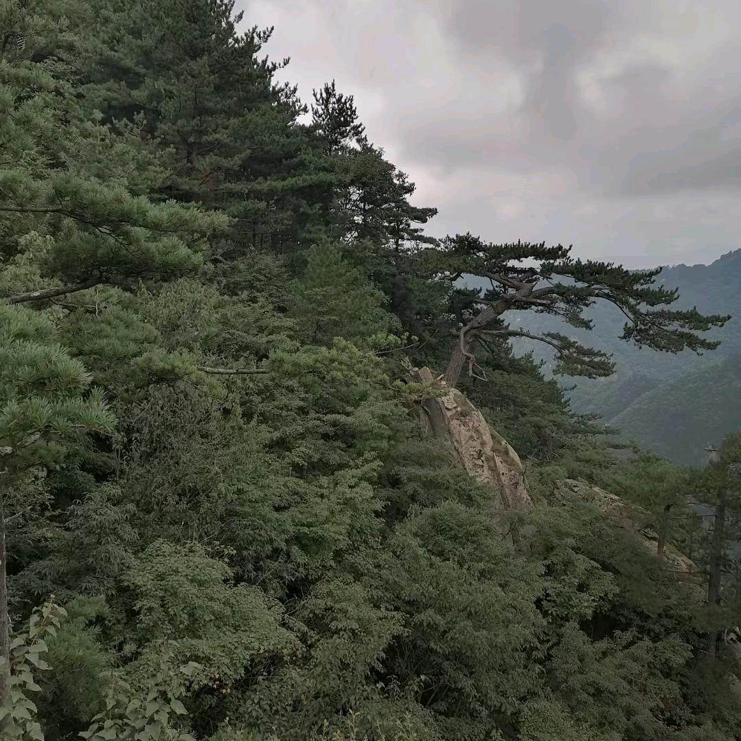 太哥