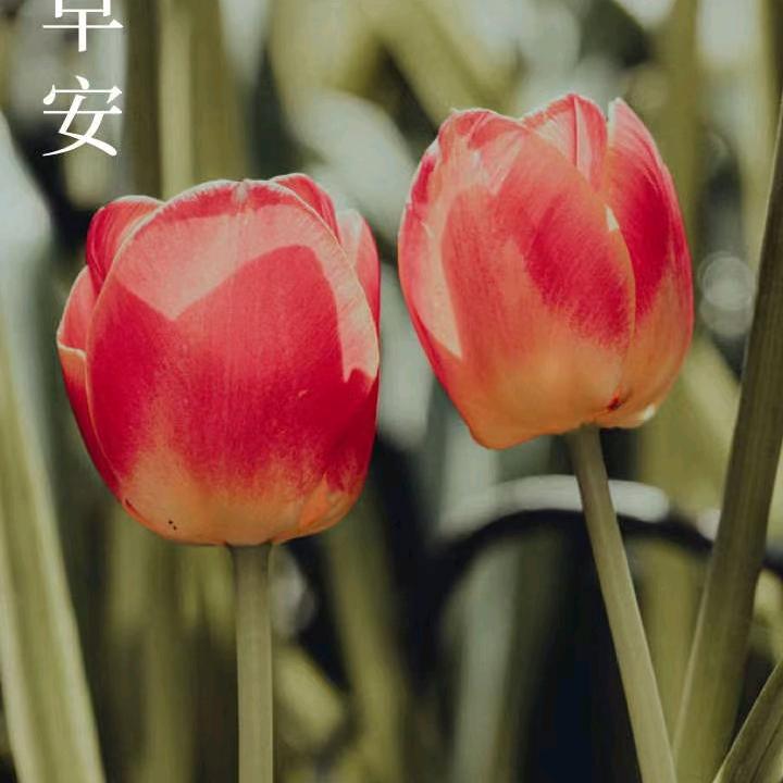 憨墩墩