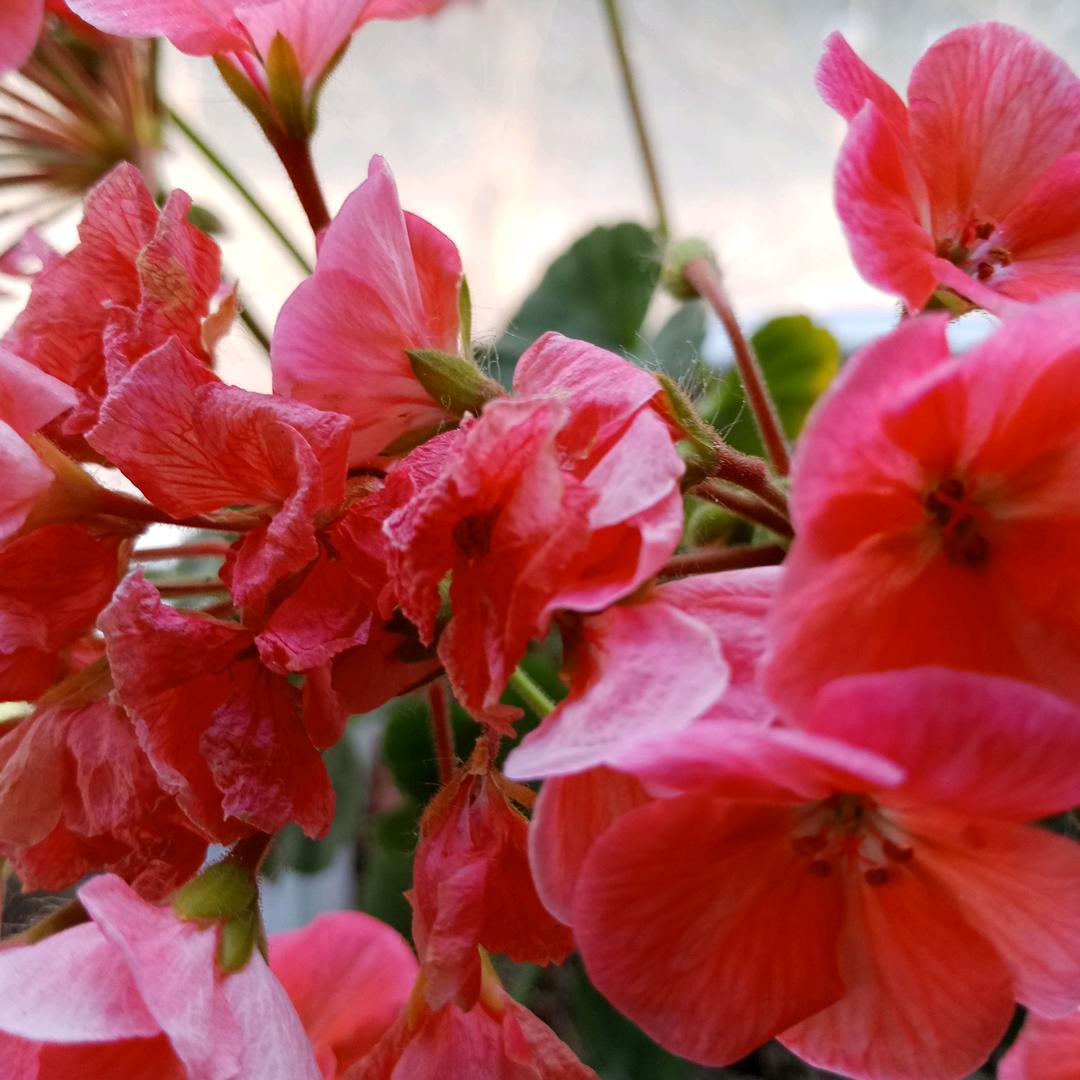 🌺同向阳光，🌺