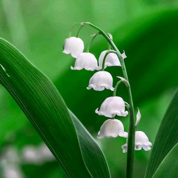 驻马店市真好家政