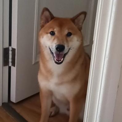 狐尼克同学