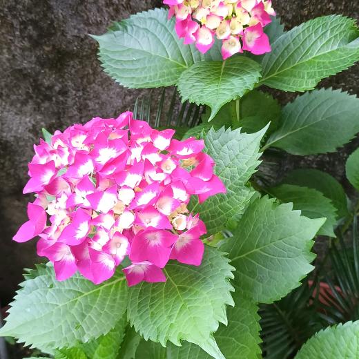 @琴
