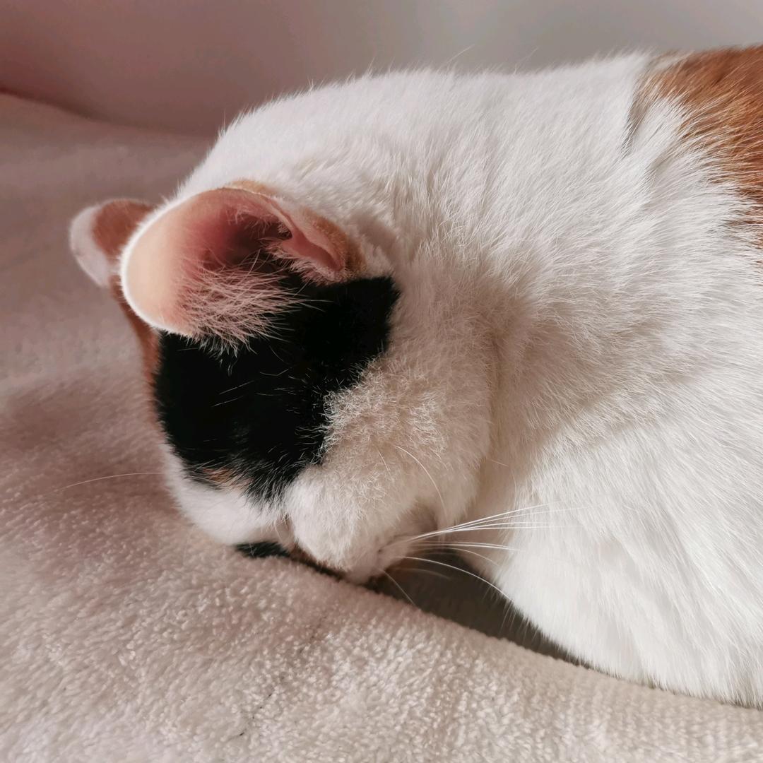 饺子爱吃白菜🌈🌈🌈