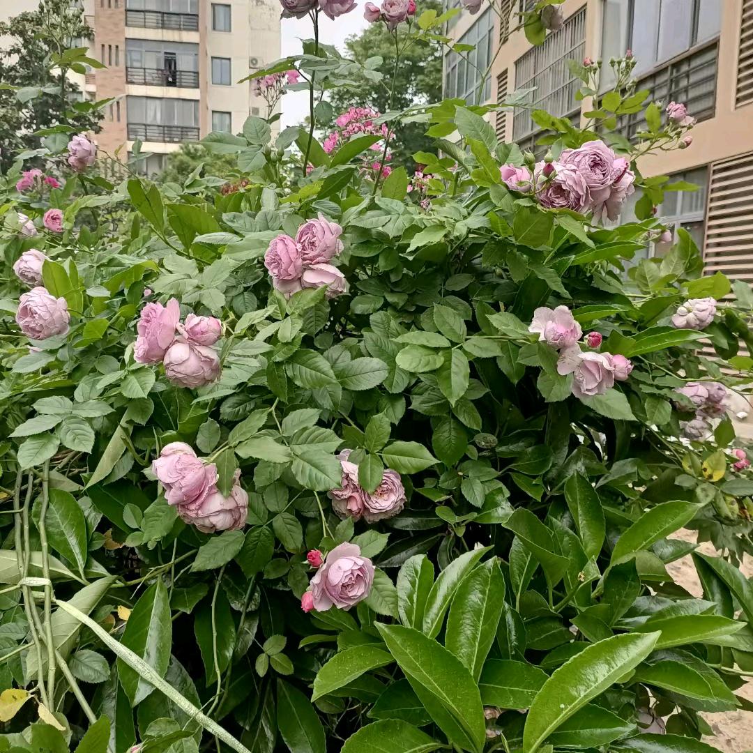 童丽