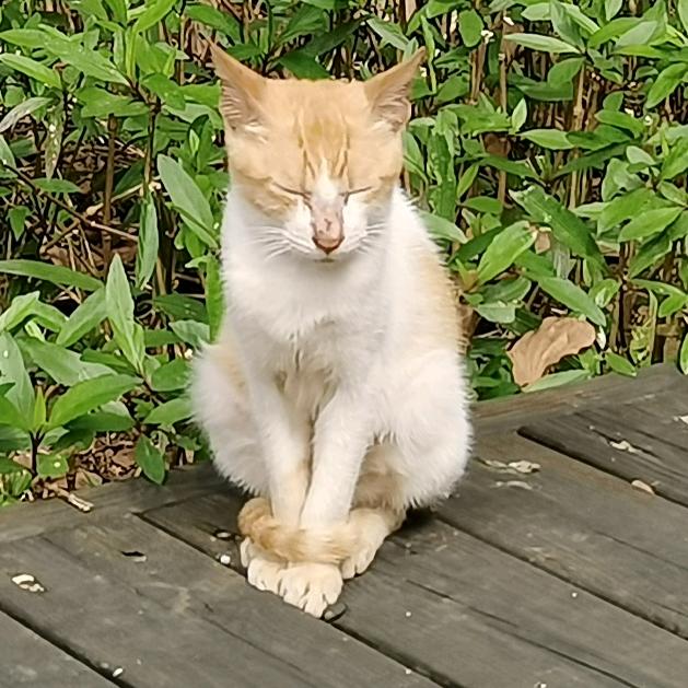 猫猫霸王龙