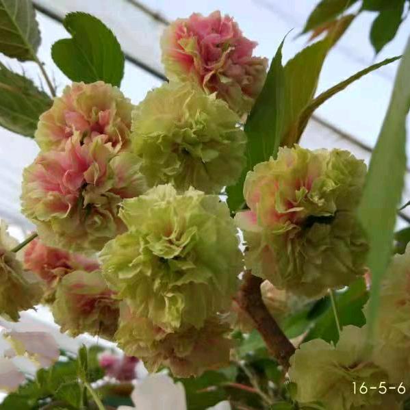 美樱庄园樱属植物育种园