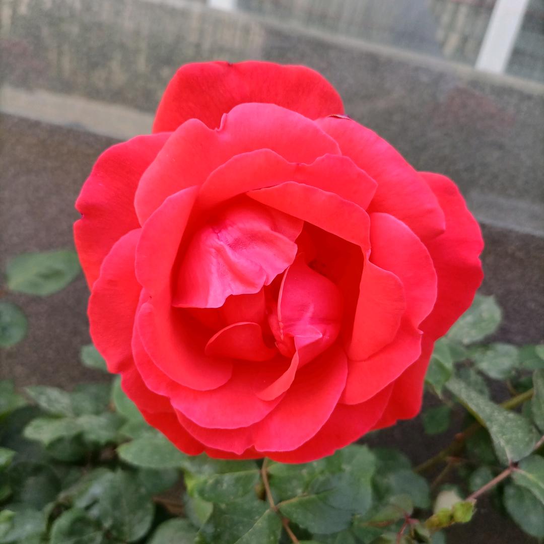 杠精王