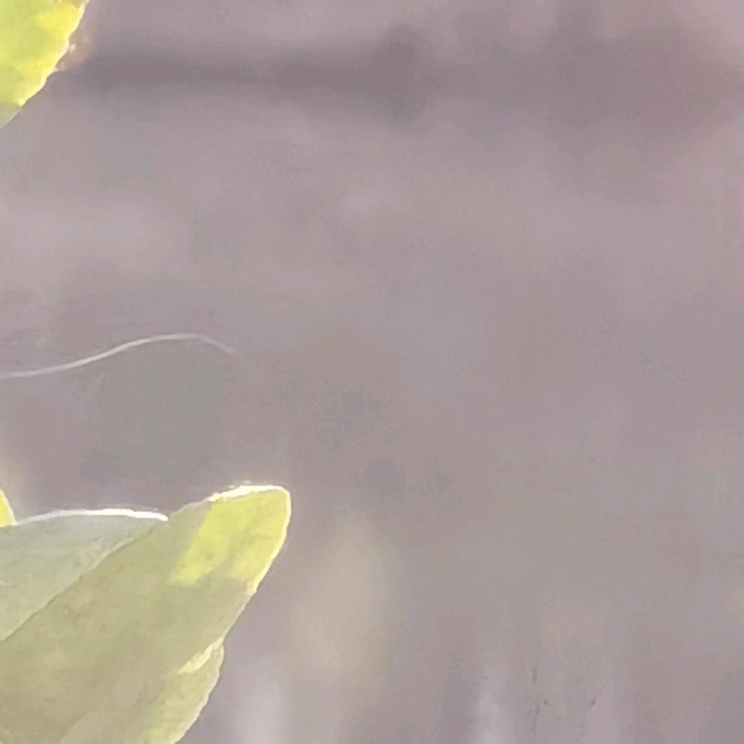 文质彬彬的93465