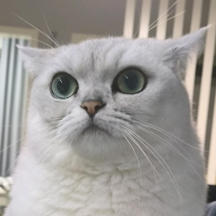 摆