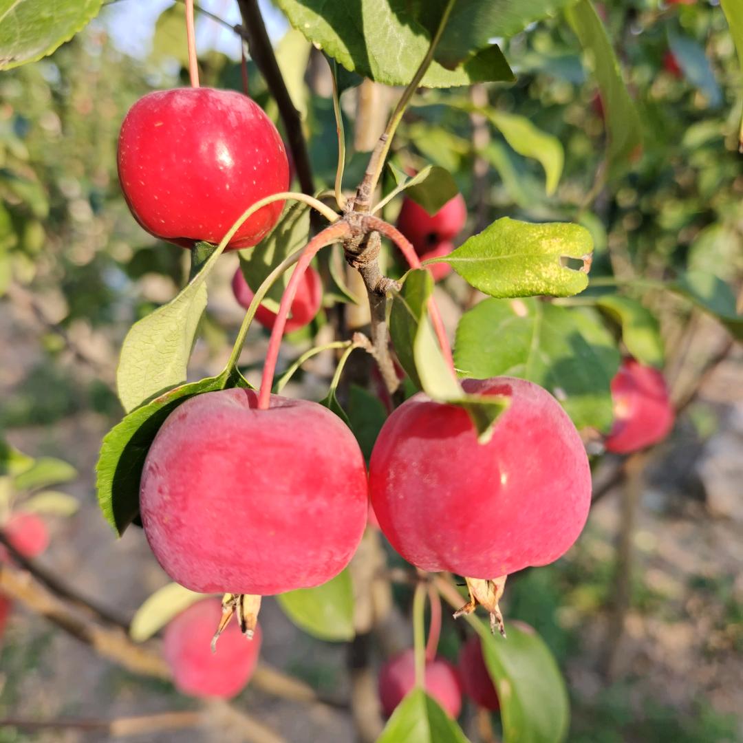 绿欣八棱海棠苗木