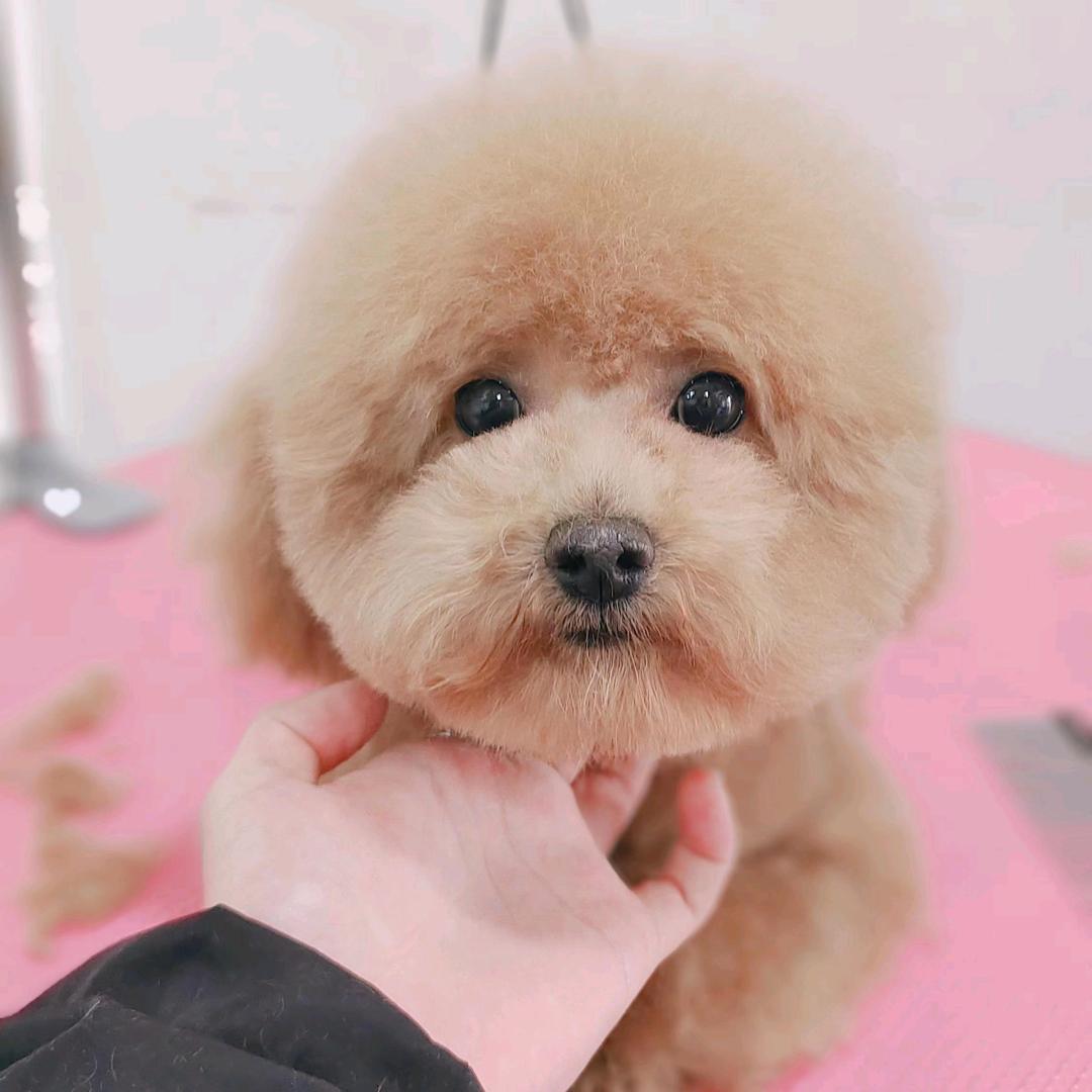 爱妮baby
