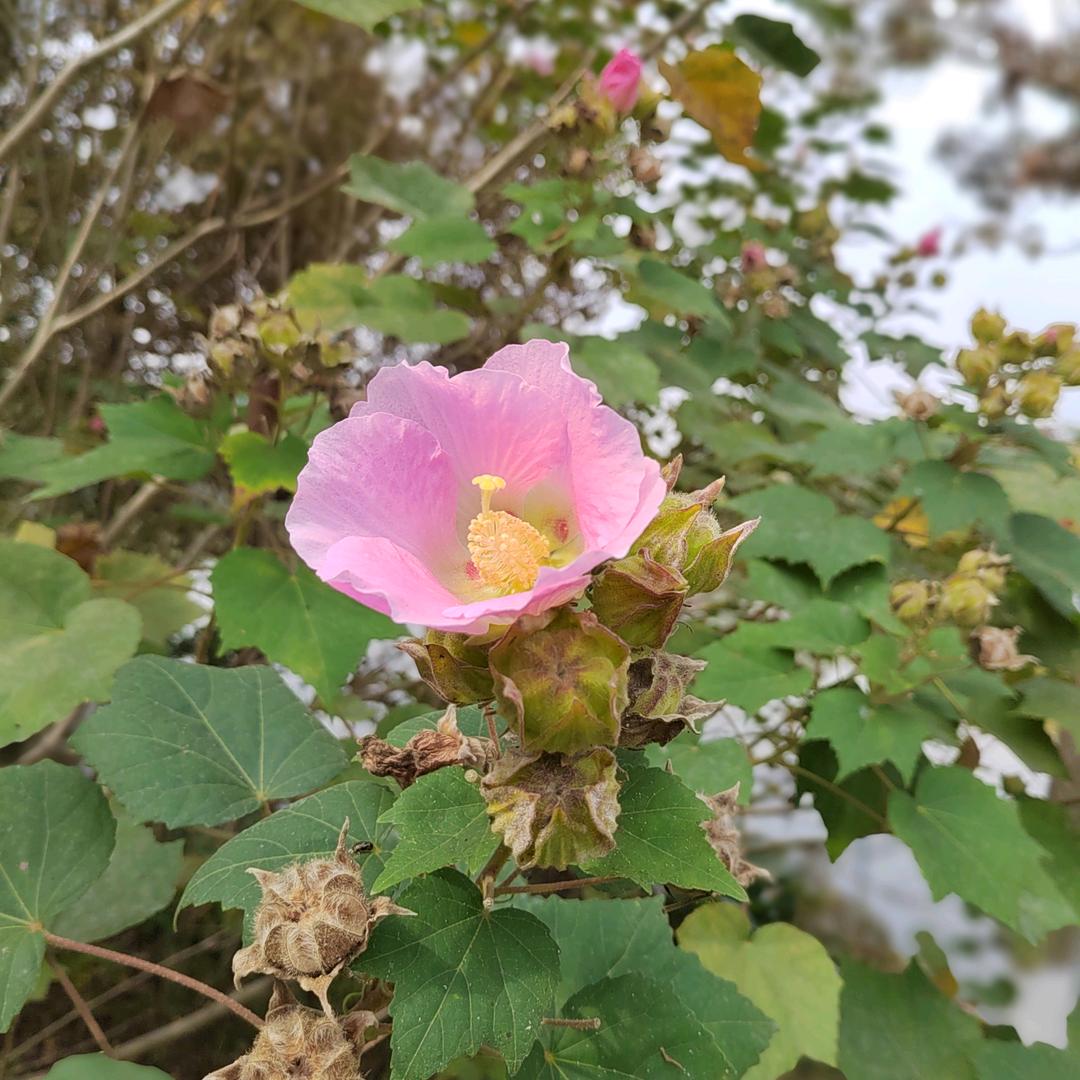 星火燎原 Ծ‸Ծ