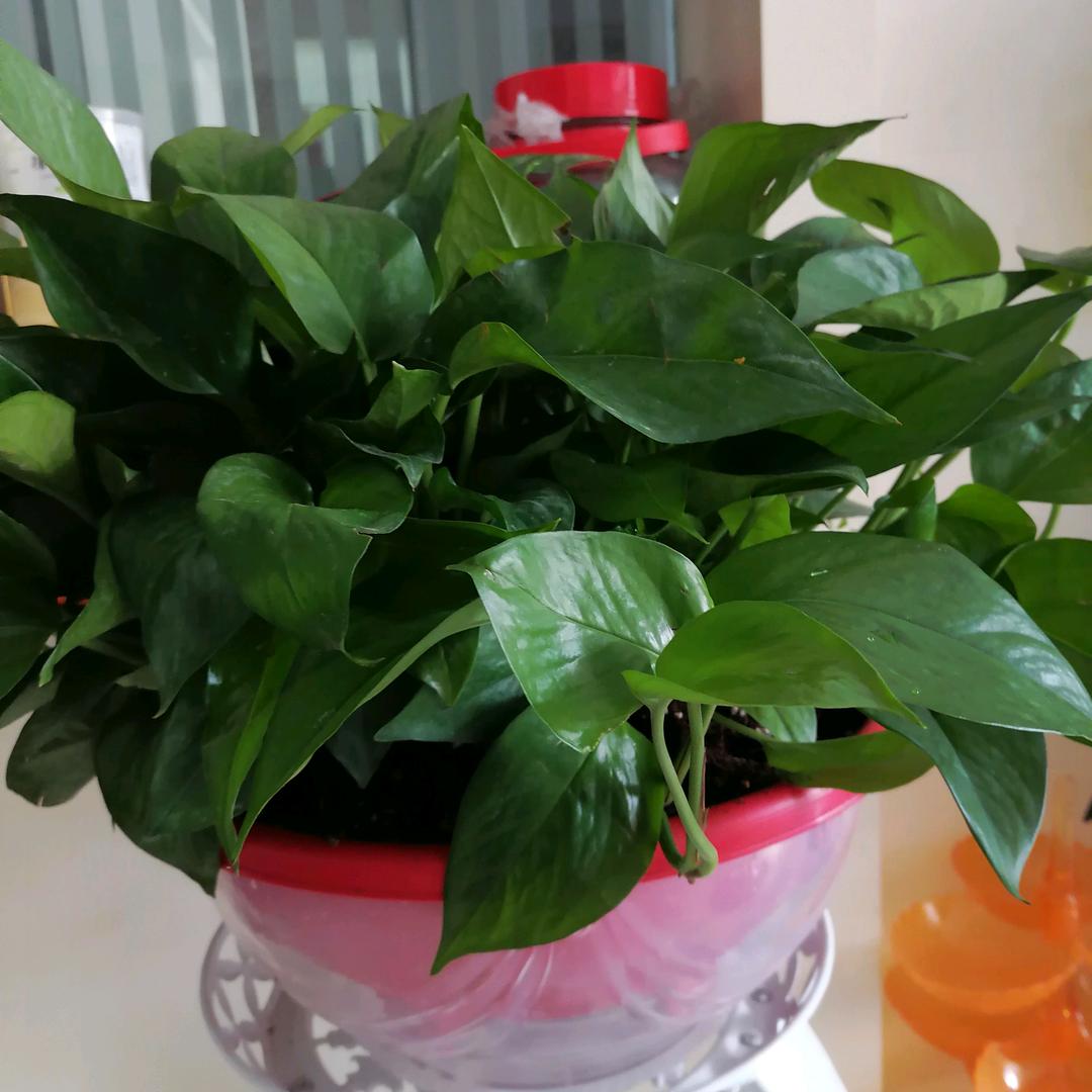 油菜花
