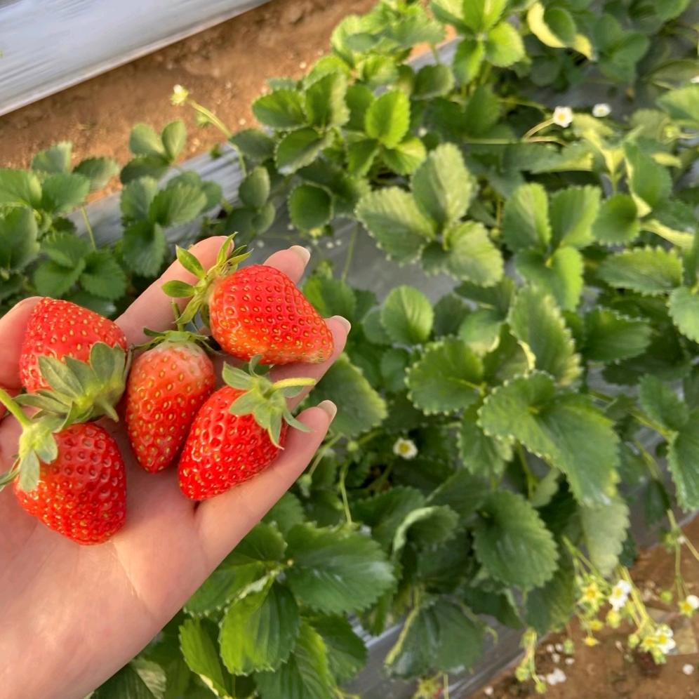 🌹心里只能放一个人🌹