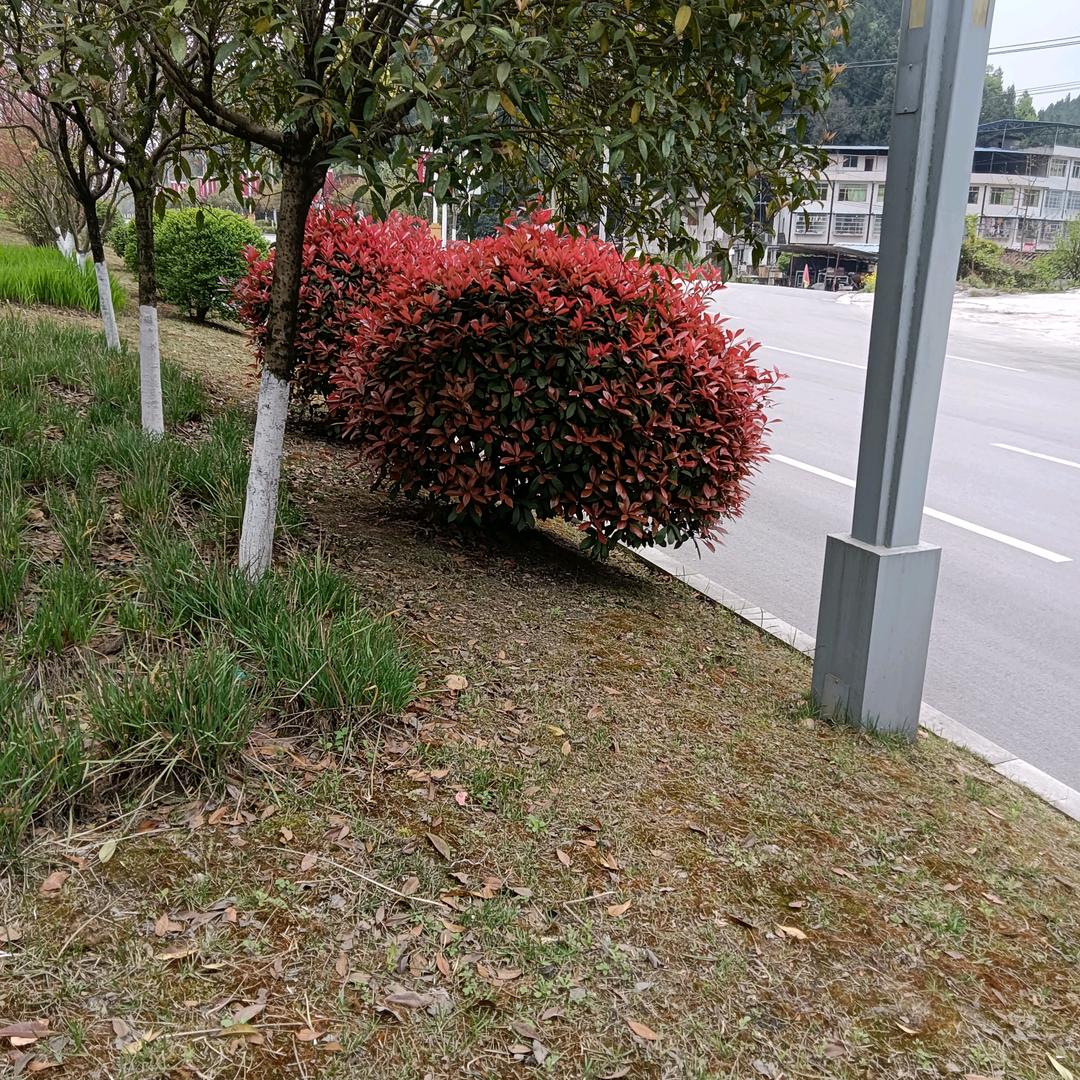 我是苦命的人