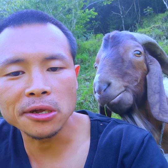 @曹氏盛达畜牧