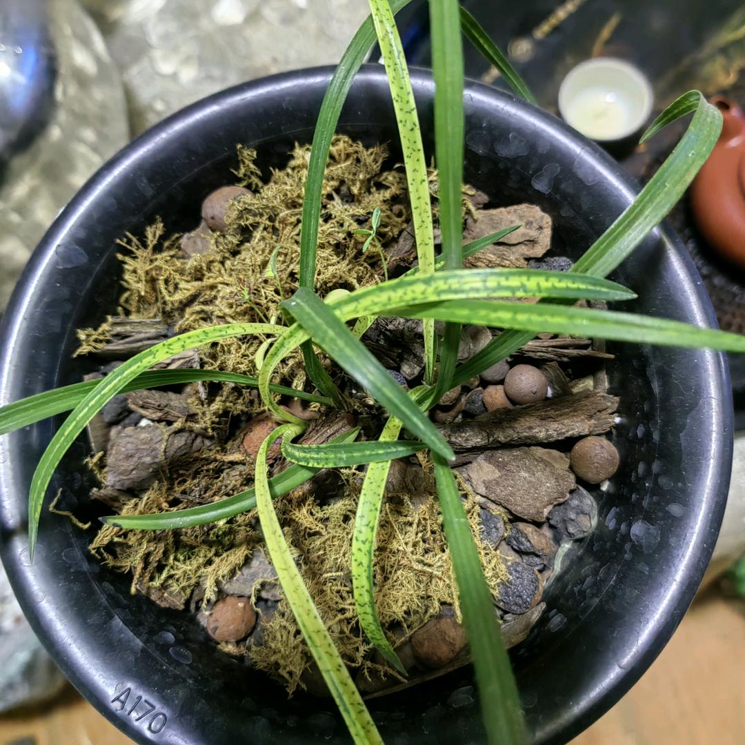 嘟ucky（泰山爱脆脆豆腐干，泰安总店）