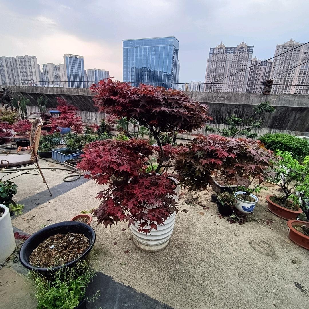 谭应该