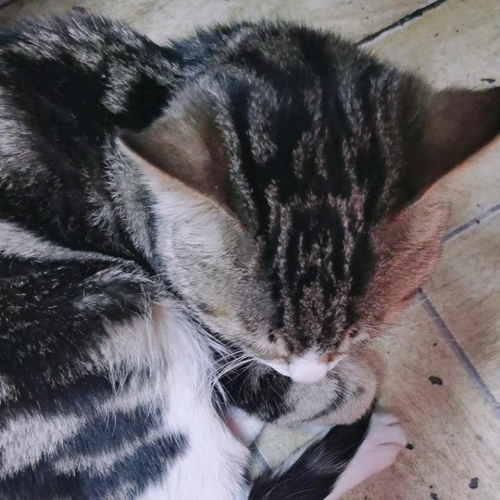 消失的童年。春天无香。