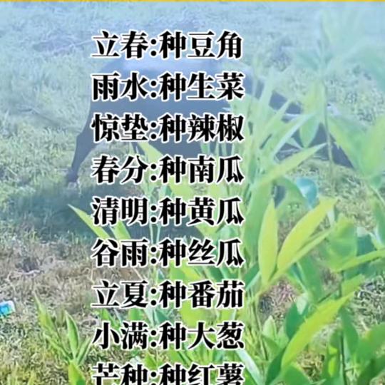 酉阳阿梅
