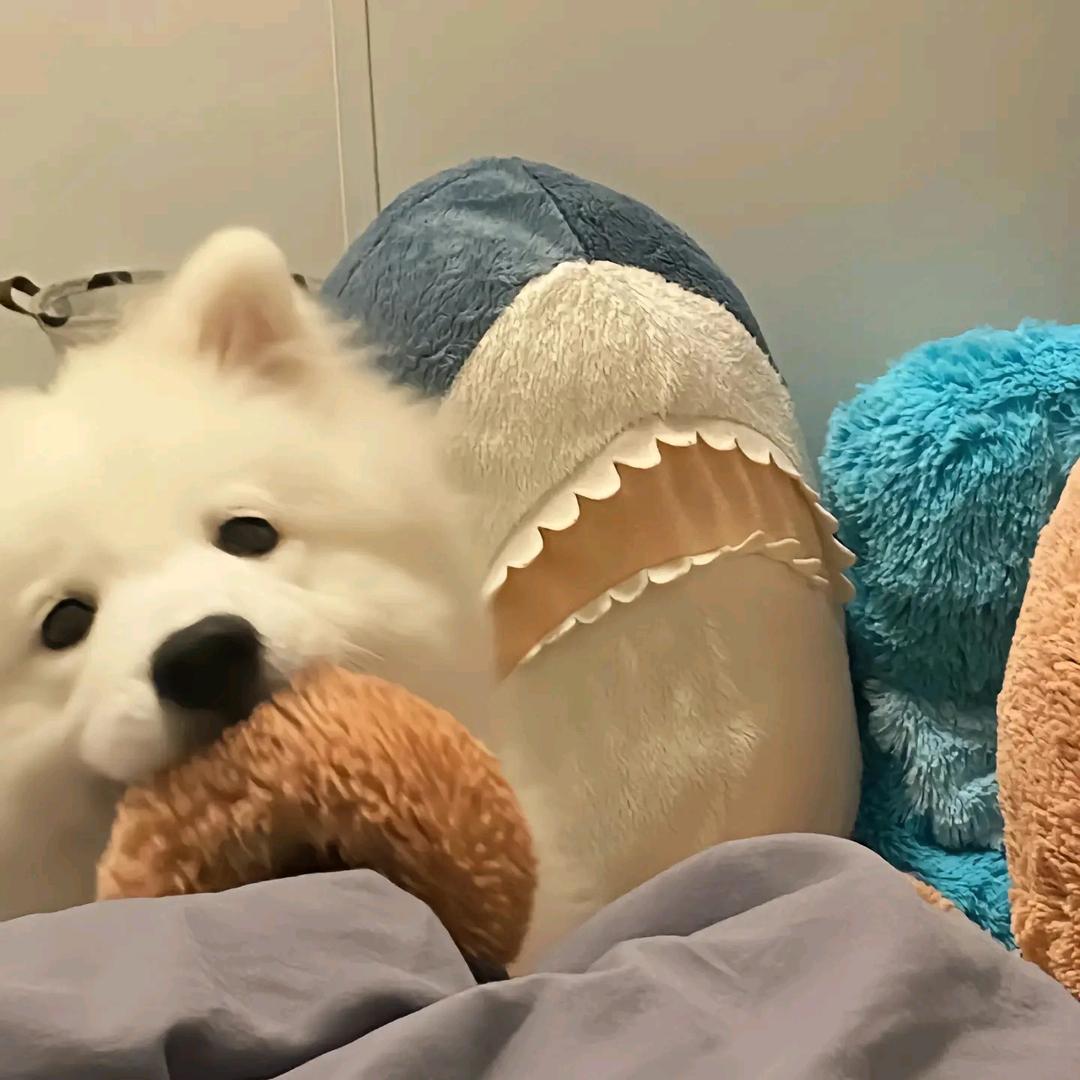 风知我相思意 可御风雪可燃冰