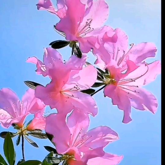 也不例外