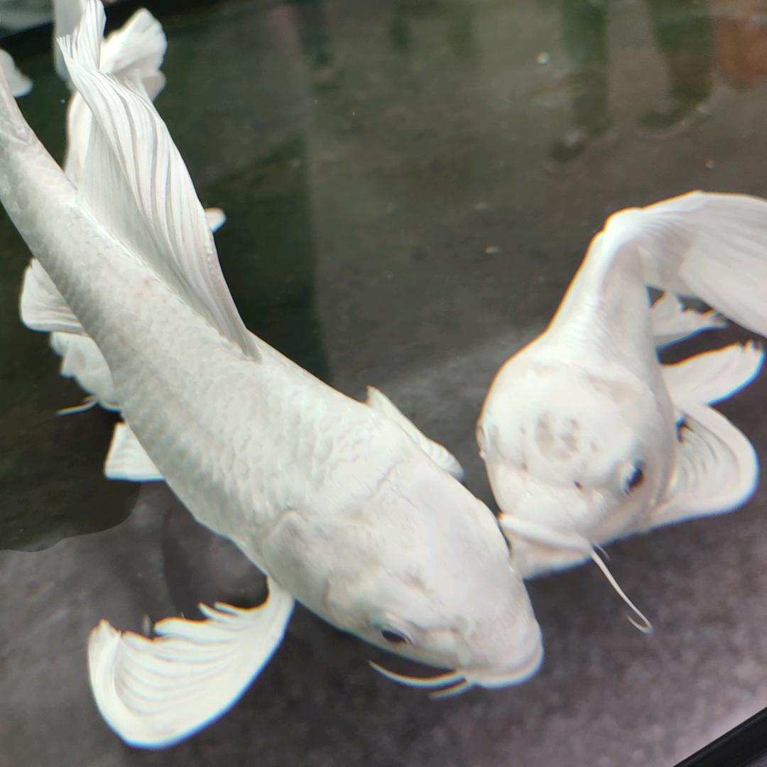 蓝色的鱼