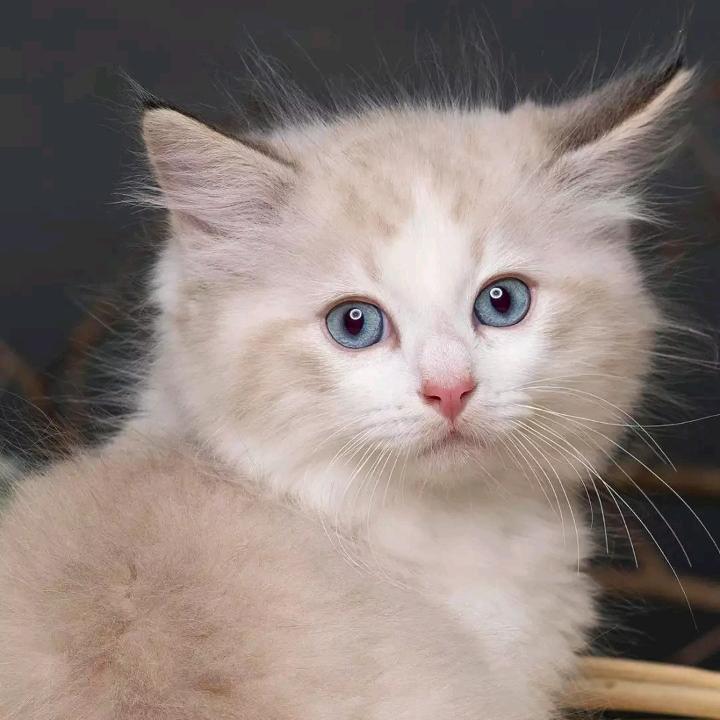 ᰔᩚ᭄💞以❤️换❤️🤪꧔ꦿᩚ࿐