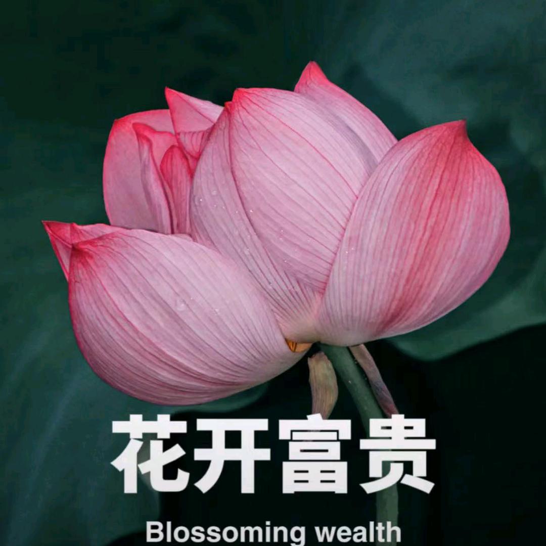 水仙