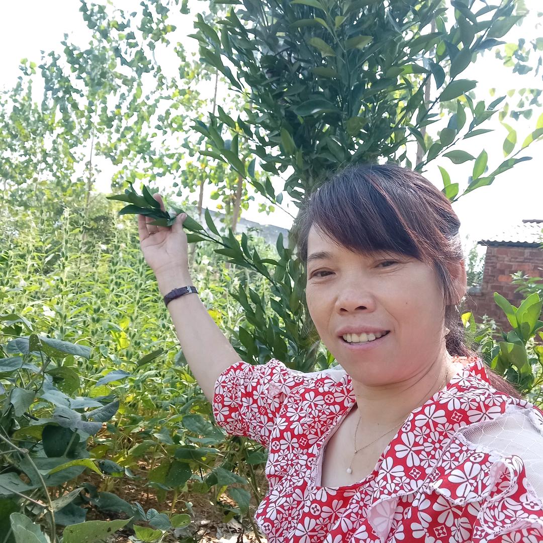 农村陈姐