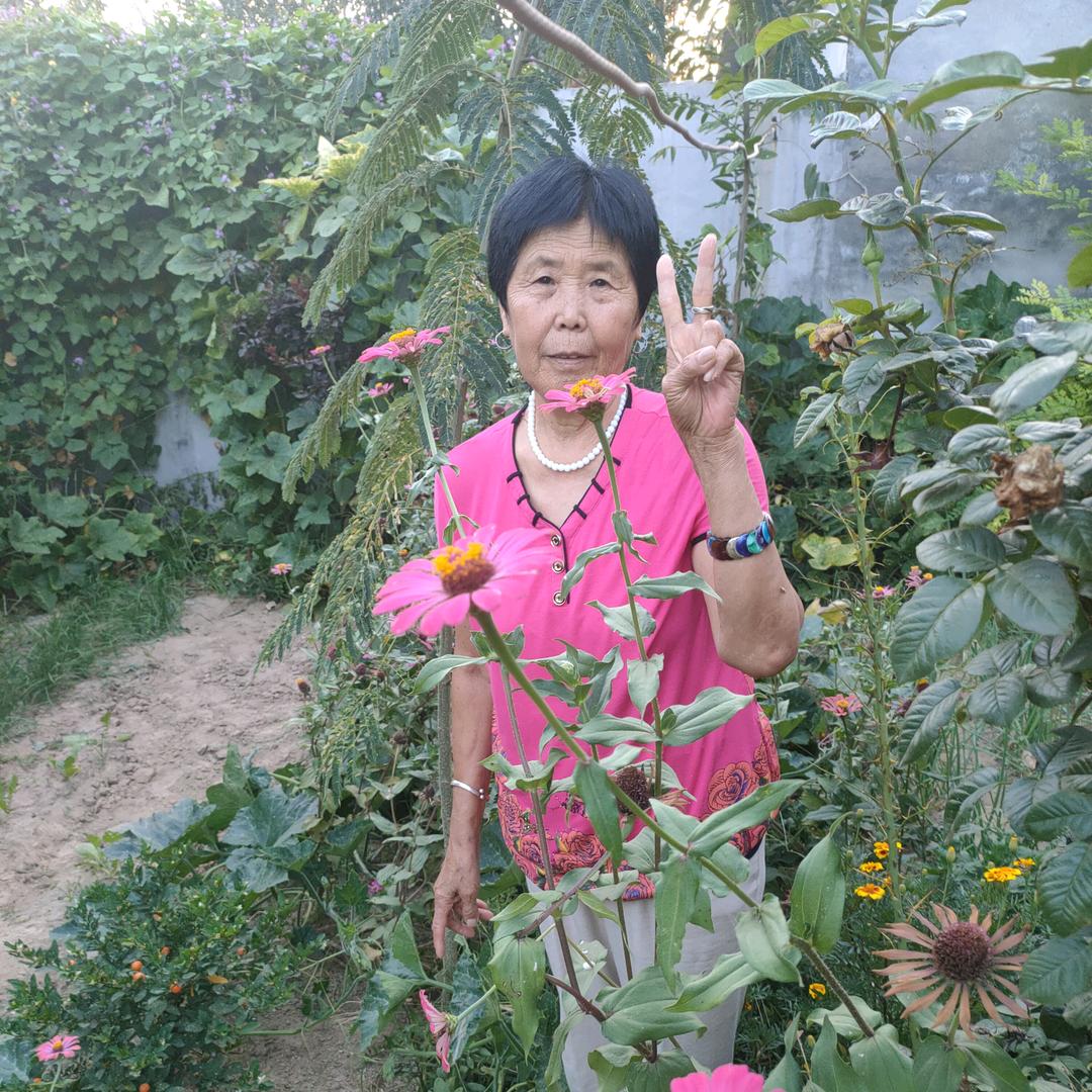 杜鹃花