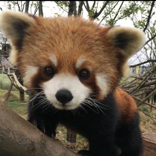 不知道起什么名字