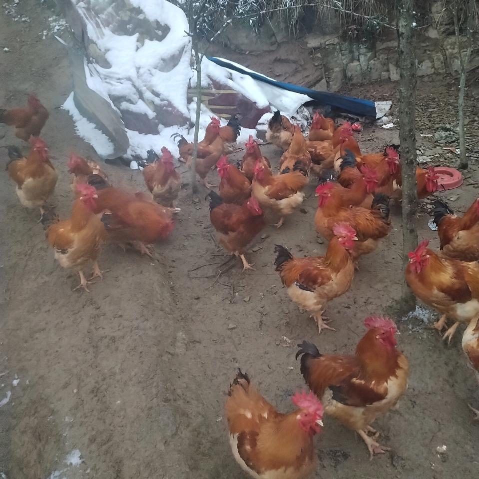 老任养鳮