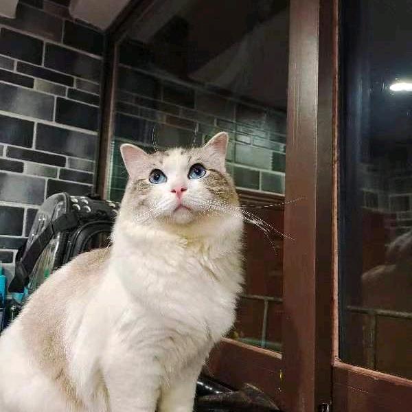 老白干（山谷）