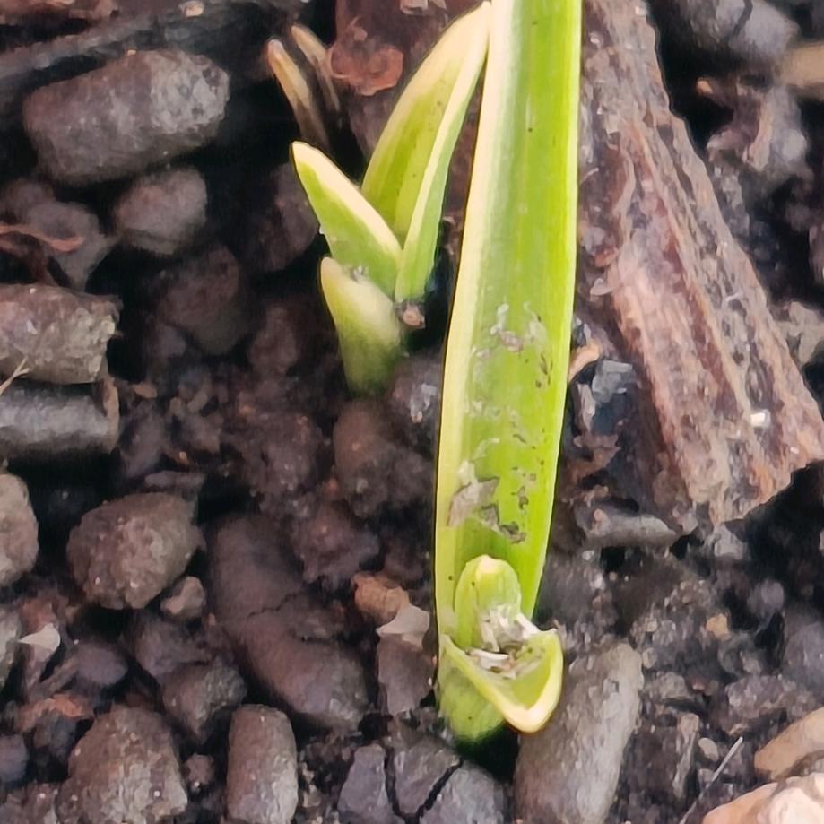 交流兰花