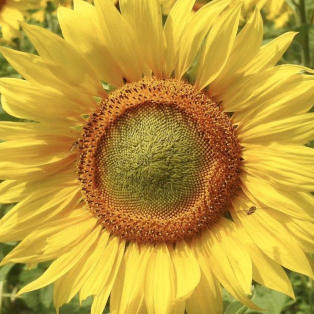 ☀️花开太阳☀️