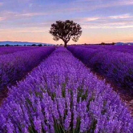 🐇大道不孤🐰