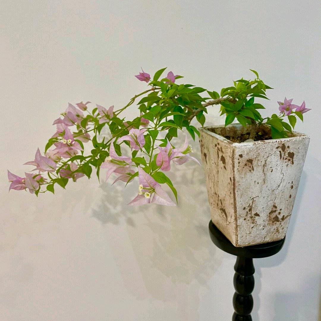 漳州花之缘花卉店