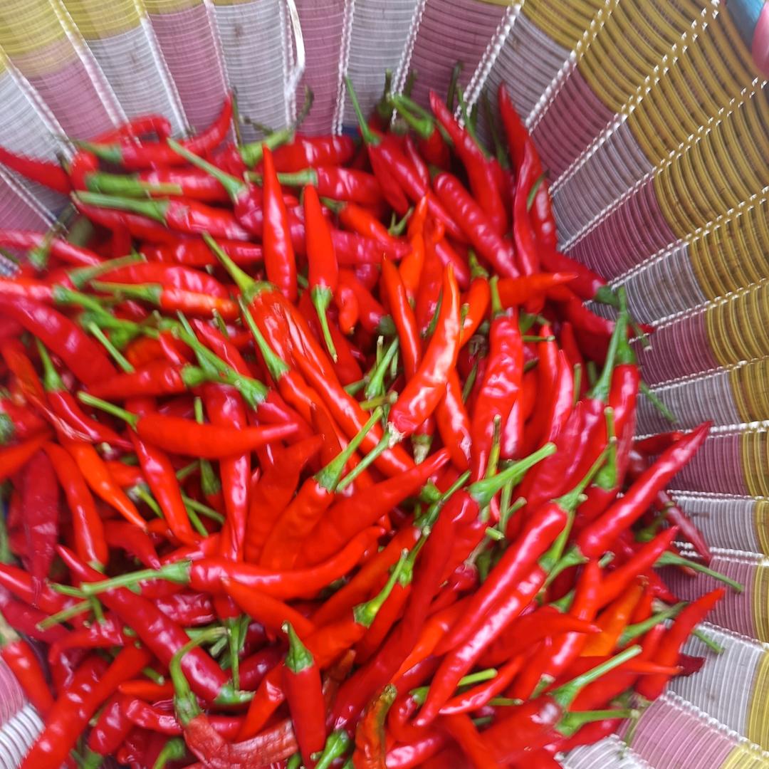 重庆邵哥22228646🦋🌾ABC