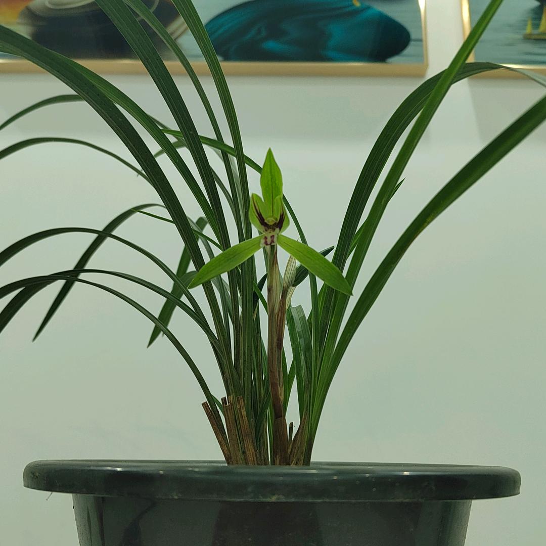 牛哇塞（户外）