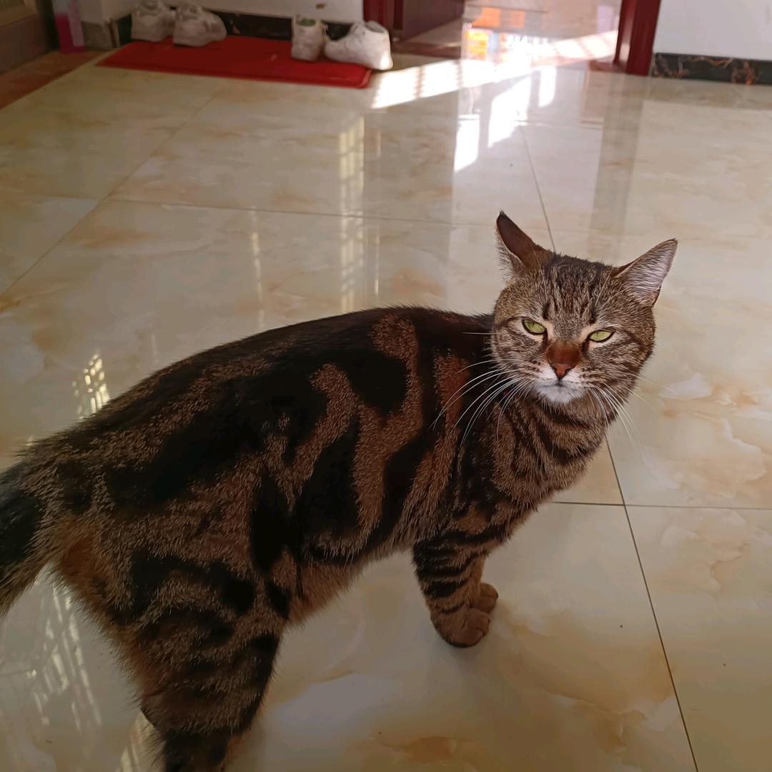 飞飞鱼～
