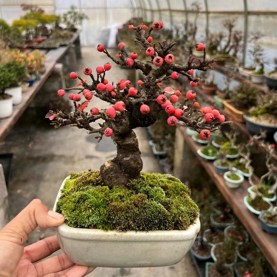 小木人盆景