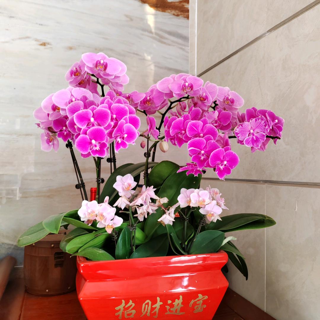 诚仁苗木绿化工程、市政工程\企业绿化工