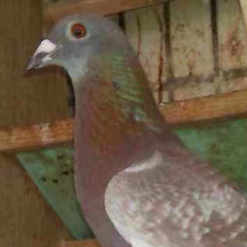 犀利鸽3532848357364