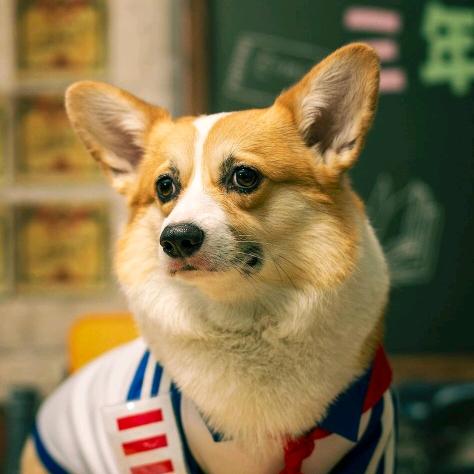 不良帅