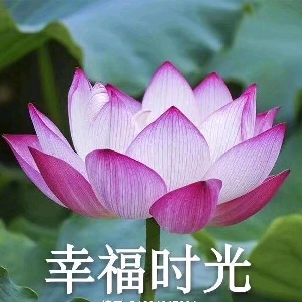 花开