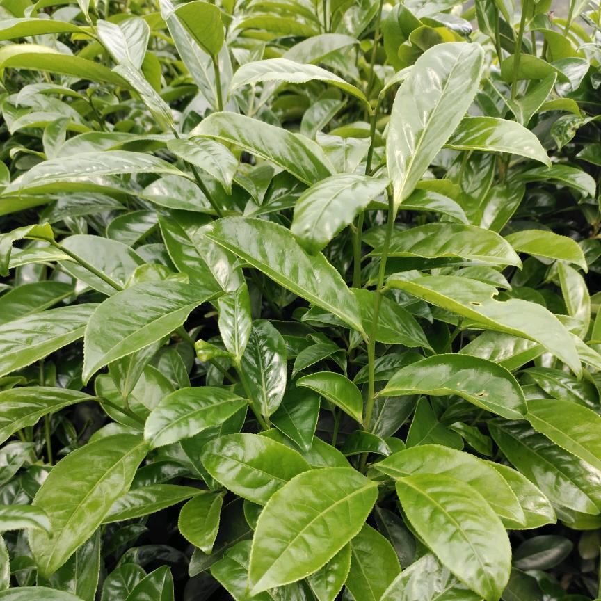 茶     批发 抽湿茶