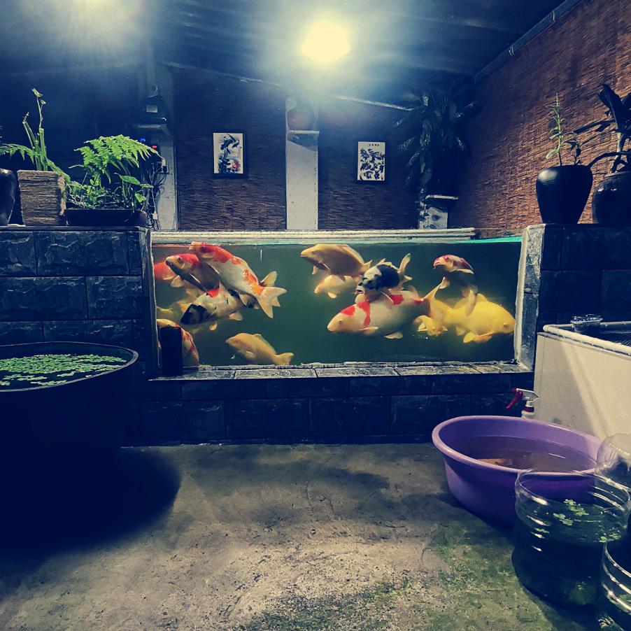 爱养鱼的宠物馆