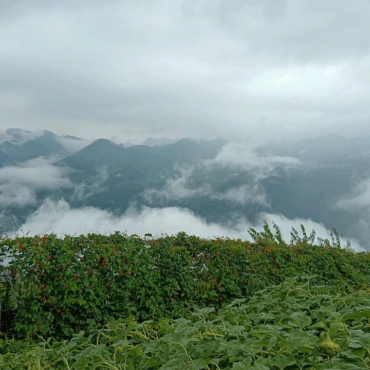 半支烟